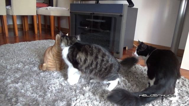 Cats react to a full size realistic Cat replica смотреть онлайн