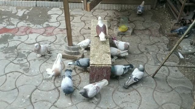 Плохие новости. Вертячка пришла в мою голубятню #голуби #вертячка #ньюкасла смотреть онлайн