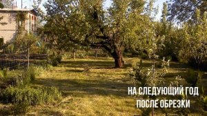 Обрезка абрикоса весной на омоложение.