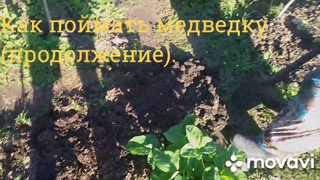 Как поймать медведку (продолжение). смотреть онлайн