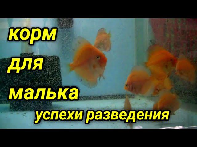 Кормление маленьких Дискусов смотреть онлайн
