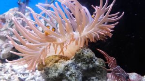 Learn Sea Animals for Kids | Ocean animal cartoon compilation | Club Baboo