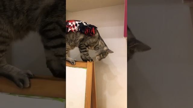 Что если бы котики ходили в школу.Кот Супер Герой ?♂️.Супер герой (Мискин)упал. . . . .   #shorts