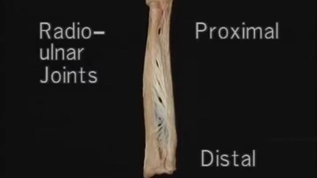1.2.2 кости плеча и предплечья (3.03) смотреть онлайн