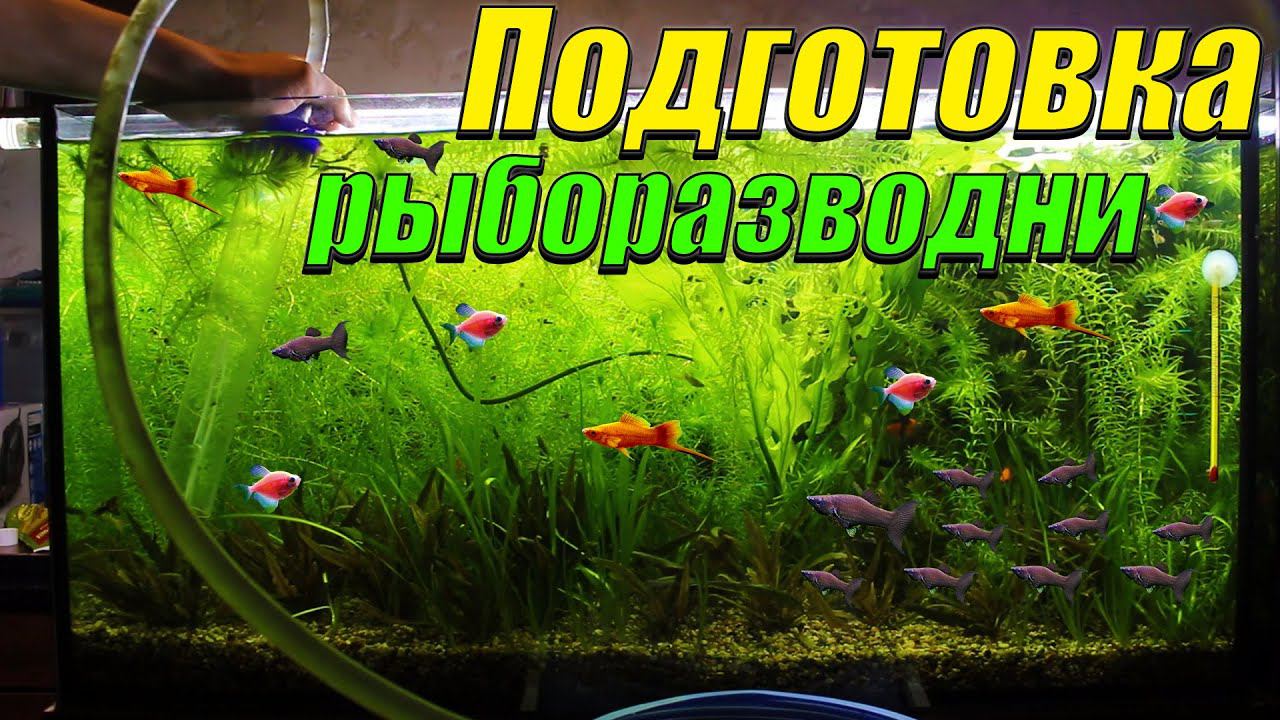 Подготовка рыборазводни аквариумных рыбок к отъезду! смотреть онлайн