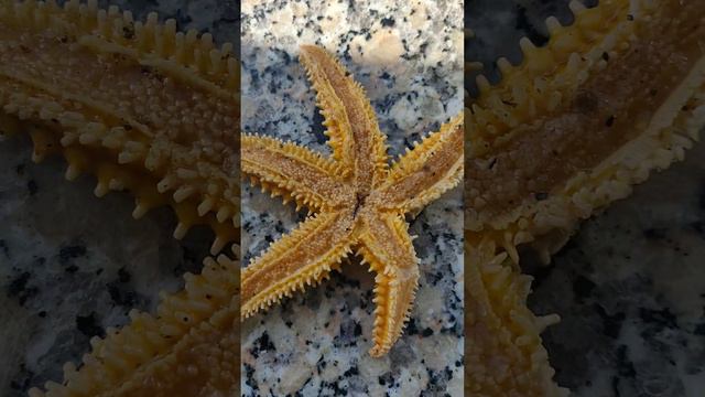 Морские звезды - Атлантический океан💦🌟☀️ смотреть онлайн