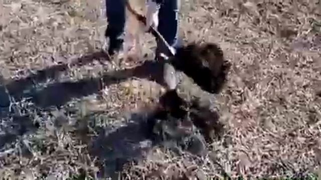 Полевой опыт по прямому севу смотреть онлайн