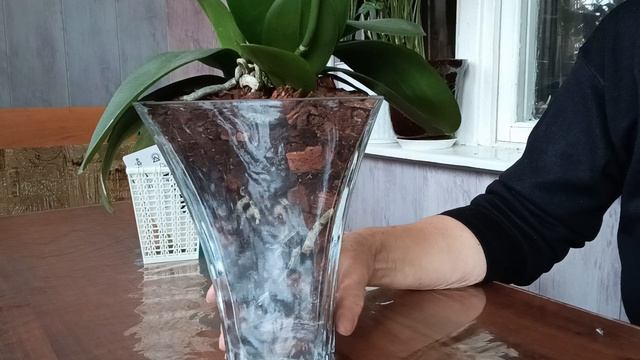 первый полив орхидей в зс. смотреть онлайн