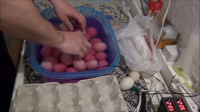 Мулард из Франции инкубируем в несушке на 104 яйца смотреть онлайн