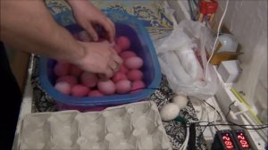 Мулард из Франции инкубируем в несушке на 104 яйца