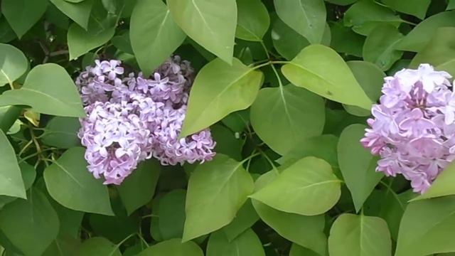 LILAS: Syringa vulgaris (www.riomoros.com) смотреть онлайн