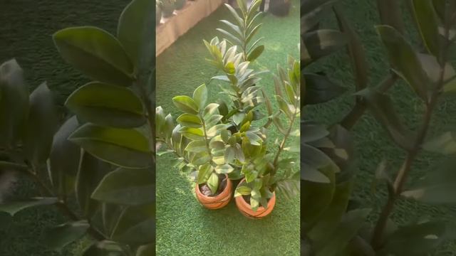 ZZ plant | Zz plant care | all about Zz plant смотреть онлайн