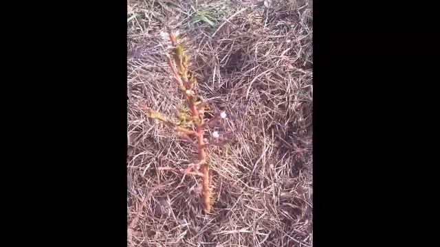 Колоновидный нектарин фантазия смотреть онлайн