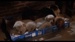 Фильмы про собак (3 часть)