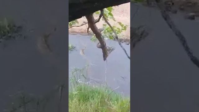 Python Released, 3,2m 18.9kg смотреть онлайн