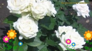 Роза чайно-гибридная Клер Оушен. Краткий обзор, описание характеристик Clear Ocean