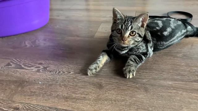 Кот пытается снять поводок смотреть онлайн