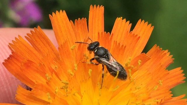 Hairy Yellow face solitary bees resting & foraging смотреть онлайн