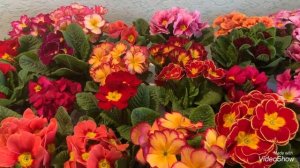 Примулы. Где заказать дёшево? ???????????????