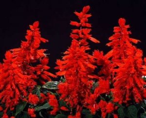 Ф.Шопен.Ноктюрн №10.