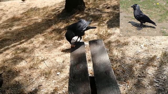 Галка. Птица галка