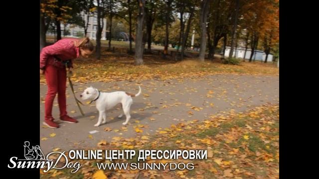 5 главных ошибок владельцев стаффордов, которые убивают собаку смотреть онлайн