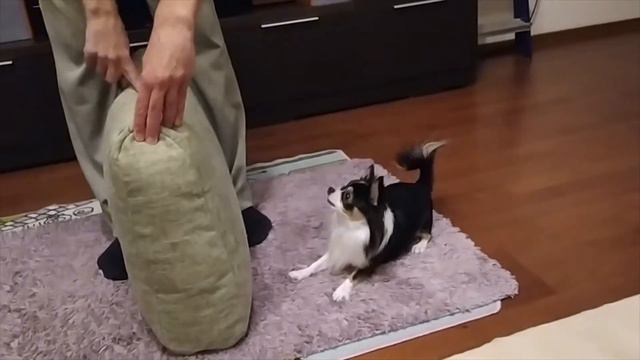 Чихуахуа Барт, дрессировка собак. Chihuahua Bart. チワワバート。치와와 바트. смотреть онлайн