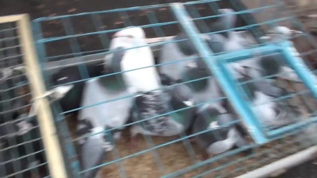 ярмарка голубей г.Киев1ч. смотреть онлайн