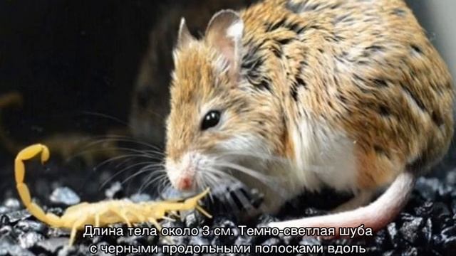 Хомяк — порода и внешний вид животного, особенности смотреть онлайн