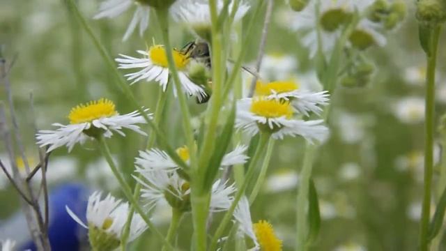пчела МАЙЯ.- 2012 :) смотреть онлайн