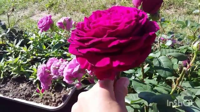 Роза Иоганн Вольфганг Фон Гёте смотреть онлайн