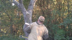 Как не надо пилить деревья