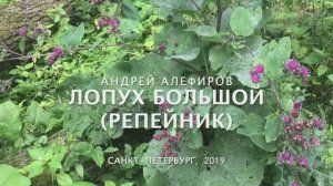 Лопух большой (репейник). Алефиров А.Н.