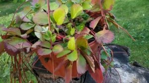 Розовая ампельная клубника - моя мечта