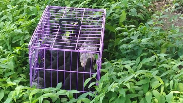 Java Chicks before they releasing into a free range area смотреть онлайн