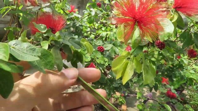 Powder Puff Plant Care | Calliandra Plant | Grow Powder Puff Flower In Container.