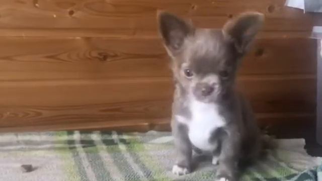 ДИАМАНТ КОВАЛЬ ХАУЗ ОЛИВЕР смотреть онлайн