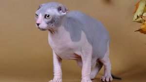 Украинский левкой