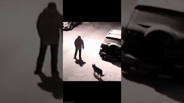 смотрю 10тый раз эти как люди падают когда хотят ударит и падают ржу 🤣 собак#приколы2021 смотреть онлайн