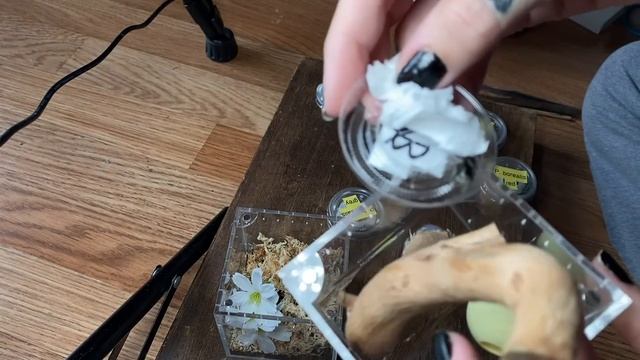 UNBOXING 7 Uncommon Jumping Spiders! *Phiddipus borealis & tyrrelli* смотреть онлайн