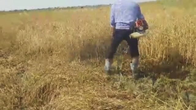 #КОСИЛКА #БЕНЗОКОСИЛКА #РИС #ХОРАЗМДА БЕНЗОКОСИЛКАДА ШОЛИ У'РИШ \ BENZOKOSILKADA SHOLI O'RISH смотреть онлайн