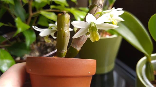 Dendrobium scabrilingue - orchid in bloom January 2020 смотреть онлайн