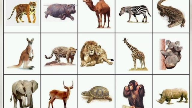 Животные жарких стран. Угадай по описанию смотреть онлайн