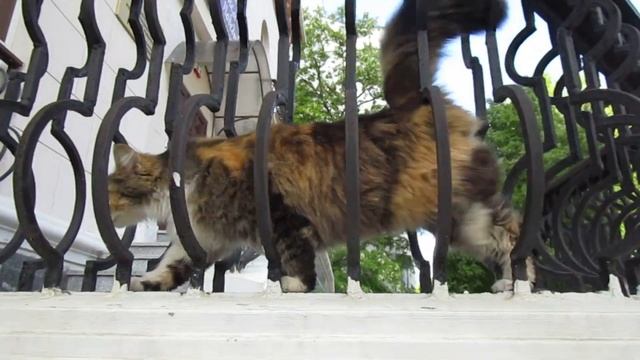 Ростов-на-Дону. Улица Пушкинская. Новости и интересные сюжеты. Июнь 2022 года. смотреть онлайн