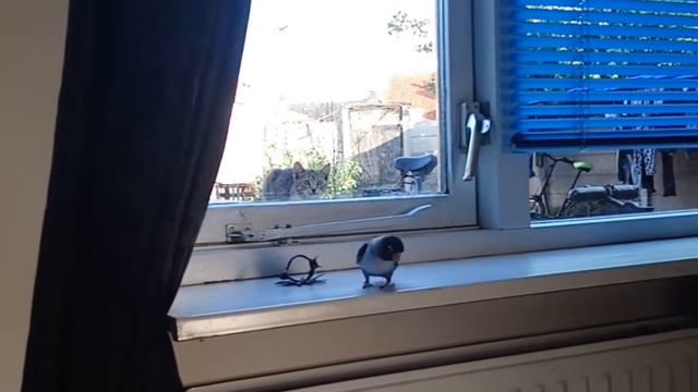 bird has wares, if you have coin смотреть онлайн