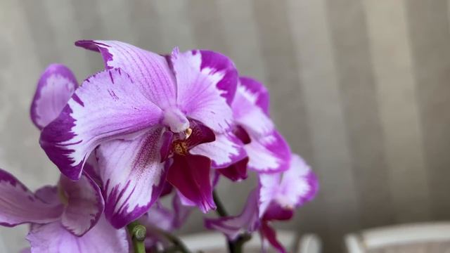 Приехали орхидеи - новинки. Сегодня Веня красив как орхидея) смотреть онлайн