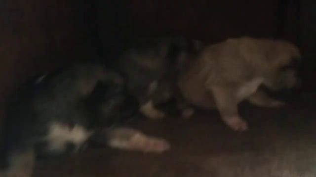 ЩЕНКИ смотрят смотреть онлайн