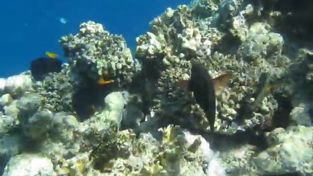 Snorkeling at Coraya Beach Resort, Marsa Alam, Egypt смотреть онлайн