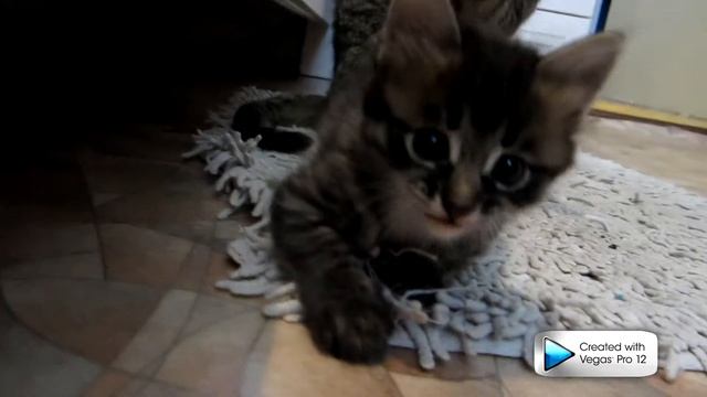Котенок смотреть онлайн