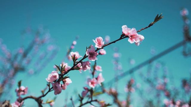 УЛЬТРА РАССЛАБЛЯЮЩАЯ МУЗЫКА для исцеления тела, разума и души 🌵 Nature Lover смотреть онлайн
